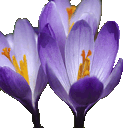 Crocus Gif